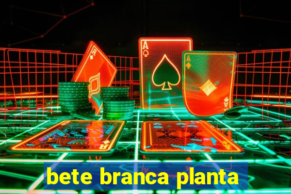 bete branca planta