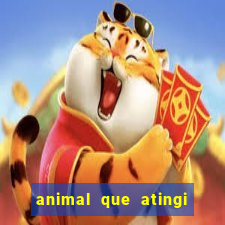 animal que atingi 230 decibeis